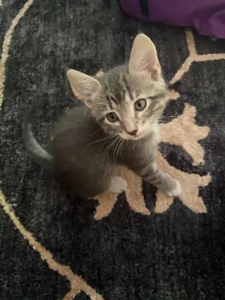 Louie