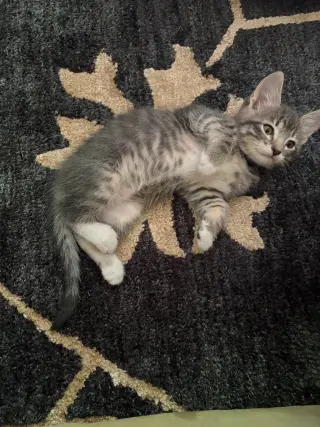 Louie