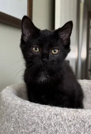 Pia