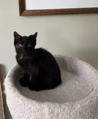 Pia