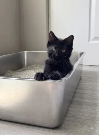 Pia