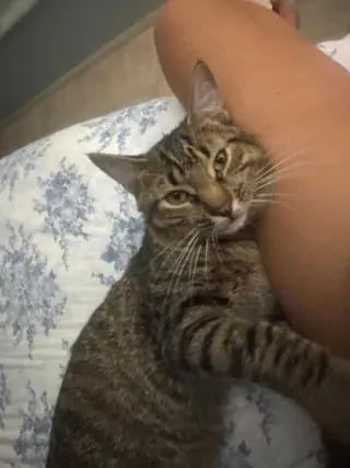 Teddy Bear