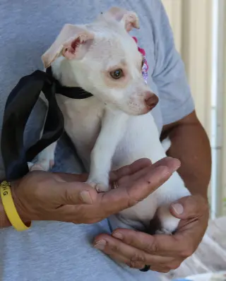 Darla