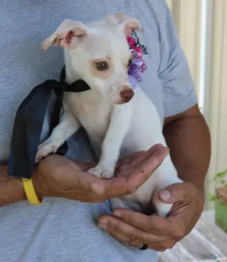 Darla