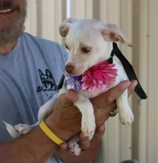 Darla