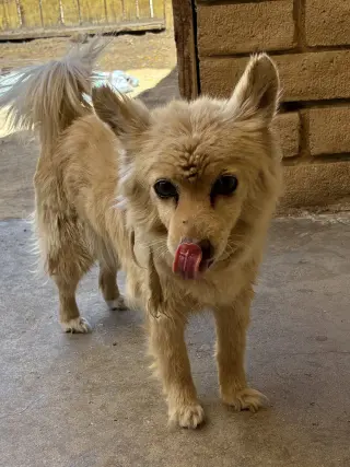 Silly-ADOPTED 9/3/26