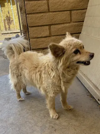 Silly-ADOPTED 9/3/26