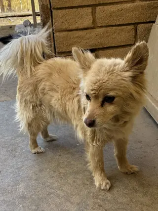 Silly-ADOPTED 9/3/26