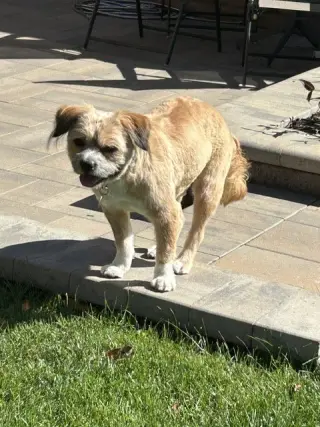 Frankie