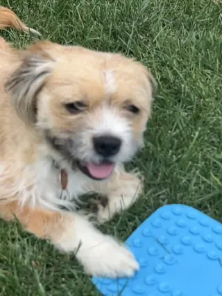 Frankie
