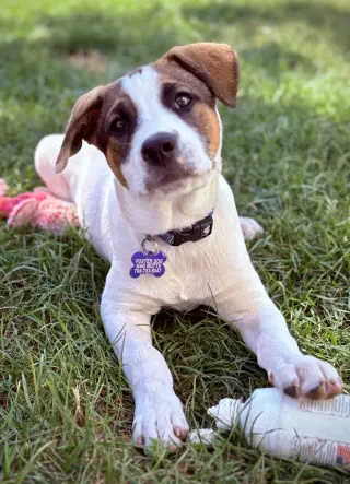 Opie