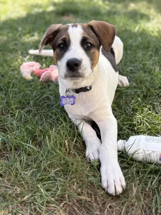 Opie