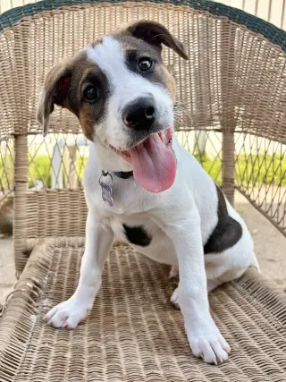 Opie