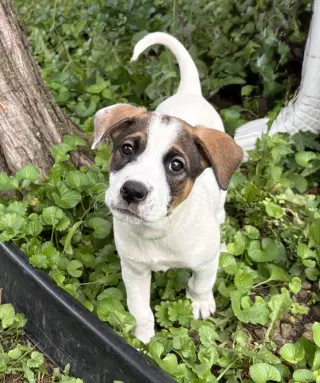 Opie