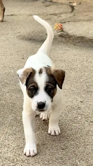 Opie