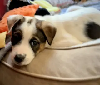 Opie