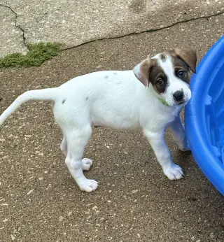 Opie