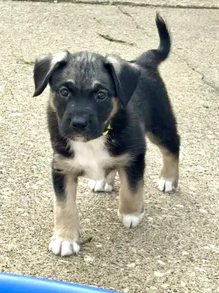 Bobby