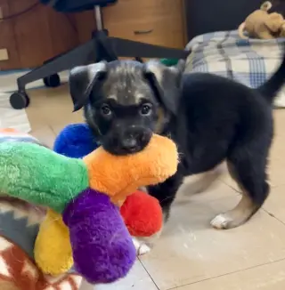 Bobby