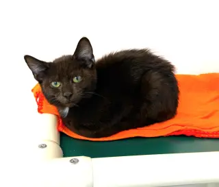 Kitten Poncho
