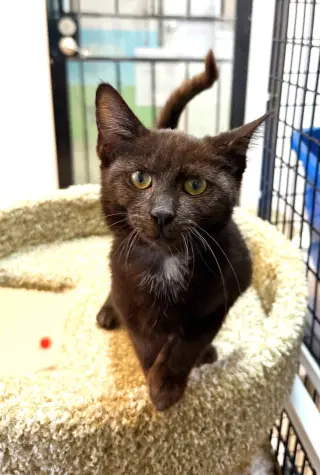 Kitten Poncho
