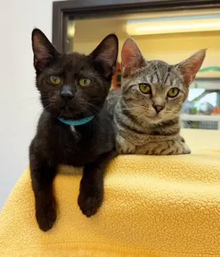 Kitten Poncho