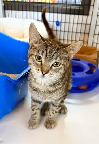 Kitten Pepito
