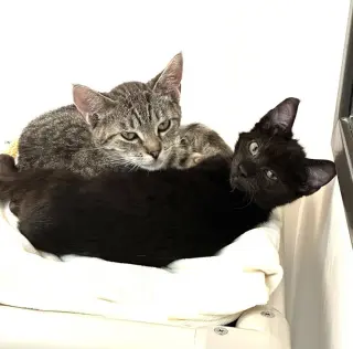 Kitten Pepito