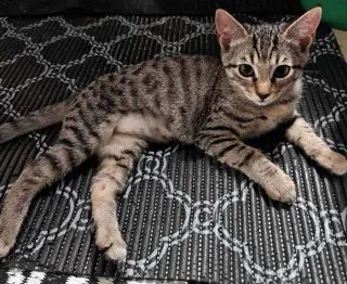 Kitten Uno