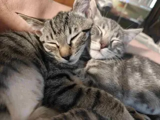 Kitten Uno