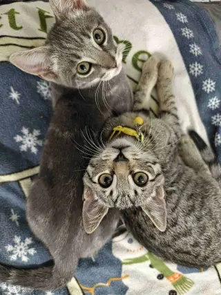Kitten Uno