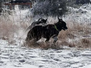 Shaka FKA Oakley in CO