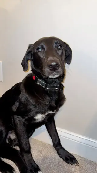 Onyx