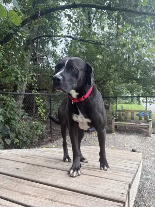 Loki