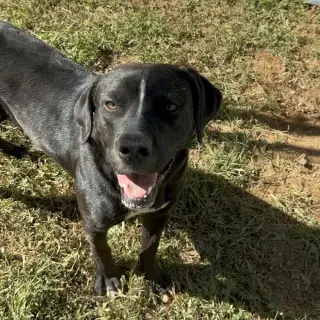 Loki