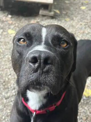 Loki
