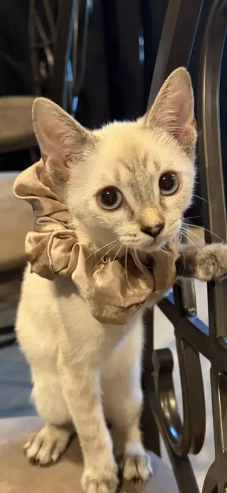 Alice