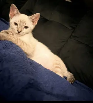 Alice