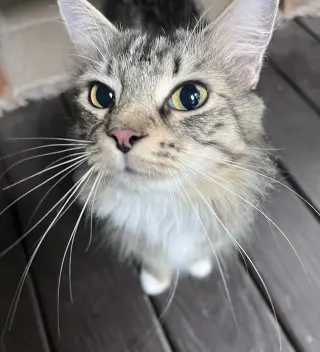 Birdie