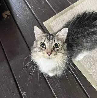 Birdie