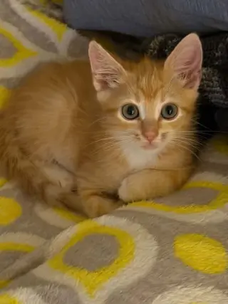 Neal-not at the shelter (Jen)