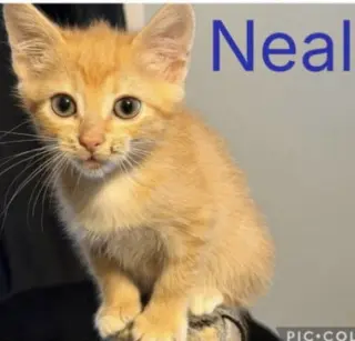 Neal-not at the shelter (Jen)