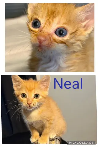 Neal-not at the shelter (Jen)