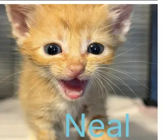 Neal-not at the shelter (Jen)