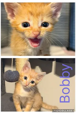 Bobby- not at the shelter (Jen)