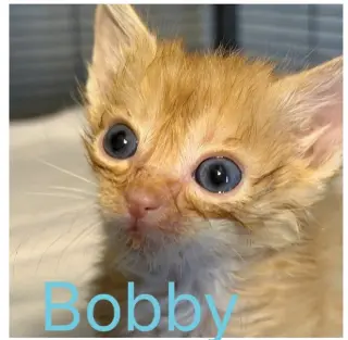 Bobby- not at the shelter (Jen)