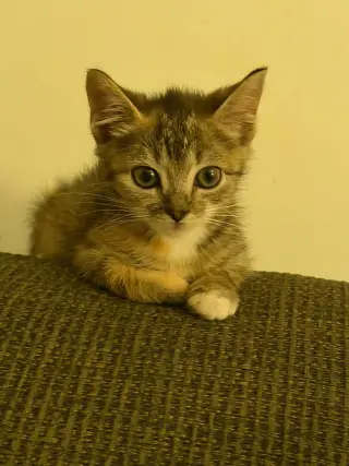 Cruz-not at the shelter (Jen)