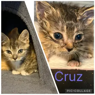 Cruz-not at the shelter (Jen)