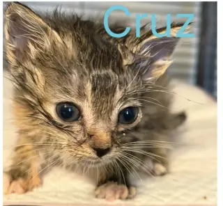 Cruz-not at the shelter (Jen)
