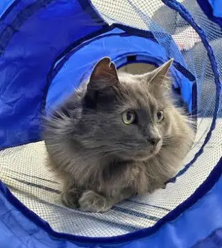 Smokey